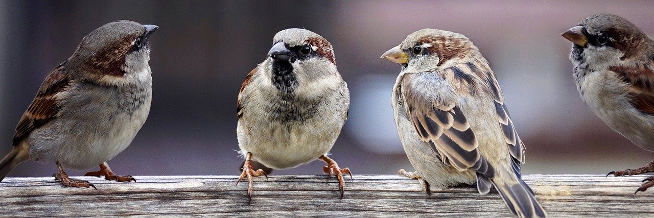 Group of sparrows facing each other.